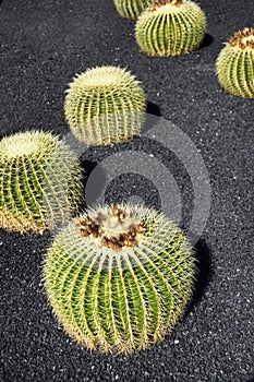 Cactus
