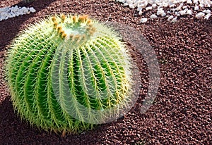 Cactus