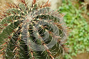 Cactus