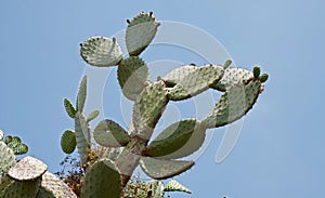 Cactus