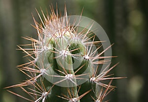 Cactus