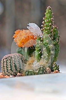 Two cactus's in a pot with melting snow on them  photo