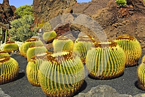 Cactus photo