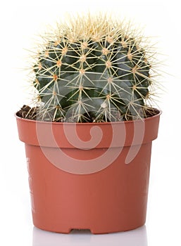 Cactus photo