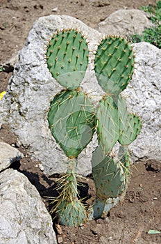 Cactus