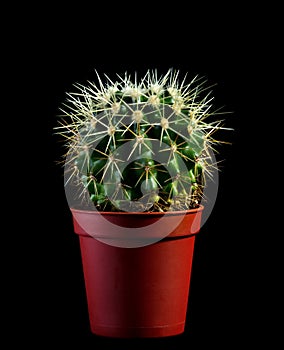 Cactus