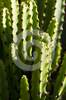 Cactus photo