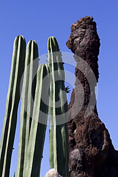 Cactus photo