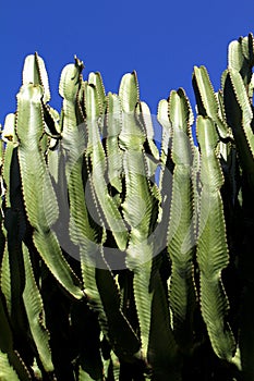 Cactus photo