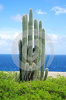 Cactus