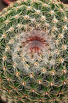 Cactus