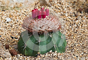 Cactus