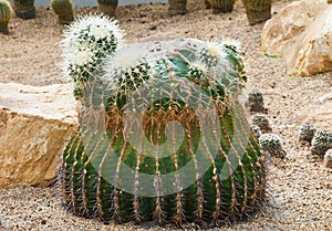 Cactus