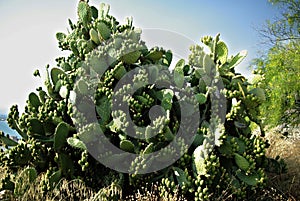 Cactus