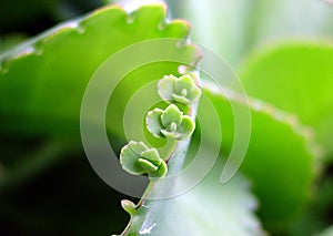Cactus photo
