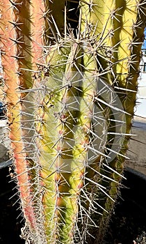 Cactus