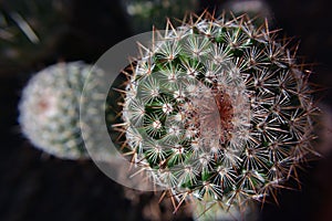 Cactus