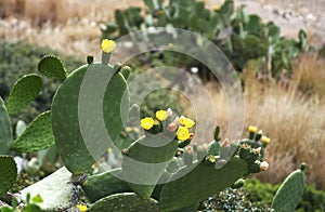 Cactus