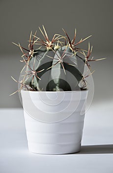 Cactus