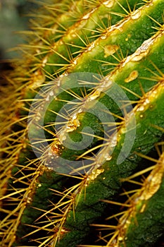 Cactus