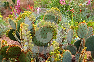 Cactus