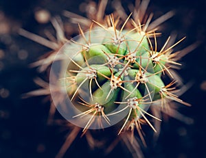 Cactus