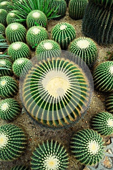 Cactus