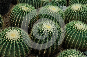 Cactus