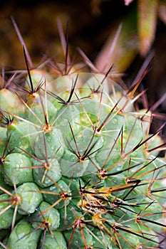 Cactus