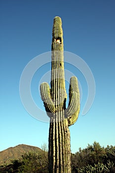 Cactus