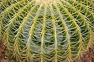 Cactus