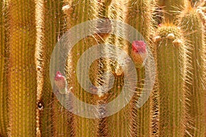 Cactus