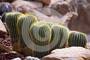 Cactus