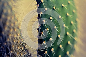 Cactus