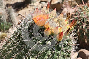 CACTUS