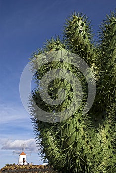 Cactus