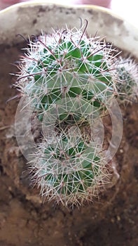 The cactus