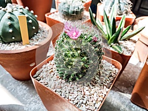 Cactus