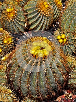 Cactus