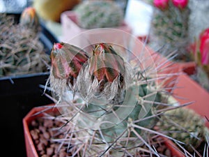 Cactus Acanthocalycium glaucum with buds