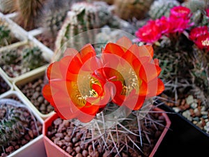 Cactus Acanthocalycium glaucum with large bright flowers