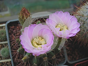 Cactus Acanthocalycium violaceum P110a with large flowers