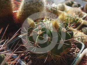 Cactus Acanthocalycium violaceum P110a with spiny buds