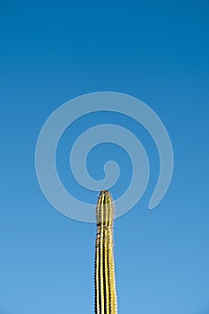 Cactus against the blue sky