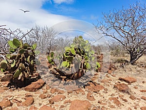Cactus against the blue sky plants in the galapagos islands