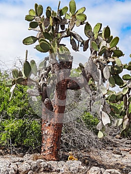 Cactus against the blue sky plants in the galapagos islands