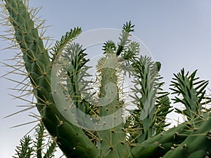 Kaktus proti zrušte modrá obloha 