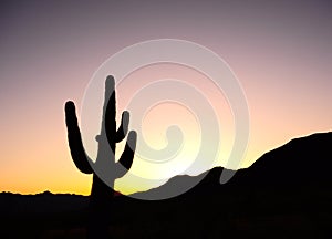 Cactus against pink sunset