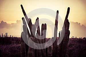 Cactus against sunset light in Aruba. Arid landscape