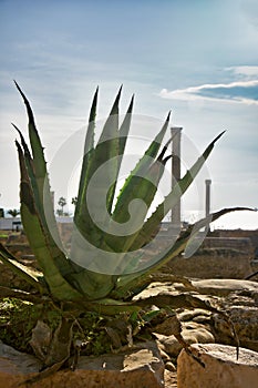 Cactus agave in Carthage in the ruins of the old town, Tunisia